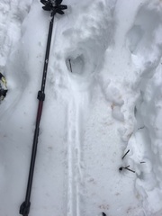 Dermacentor albipictus