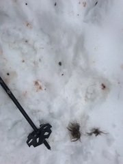 Dermacentor albipictus