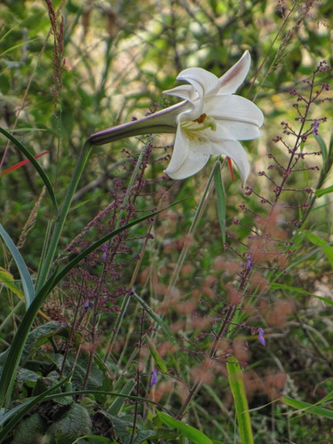 Lilium formosanum image