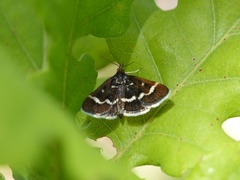Pyrausta nigrata