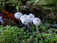 Clitocybula abundans