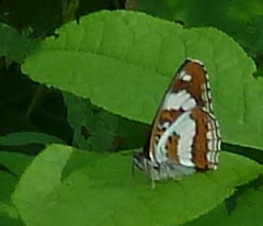 Limenitis sydyi
