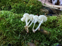 Clitocybula abundans