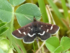 Pyrausta nigrata