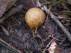 Scleroderma michiganense