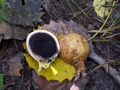 Scleroderma michiganense