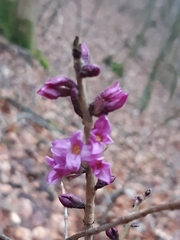 Daphne mezereum