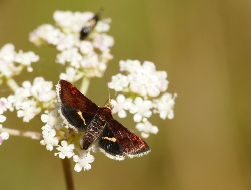 Pyrausta obfuscata