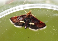 Pyrausta obfuscata