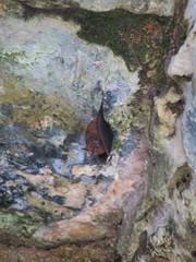 Peropteryx