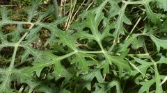 Lomatium parvifolium