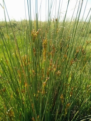 Juncus inflexus