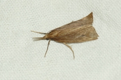 Schoenobius gigantella