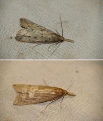 Schoenobius gigantella
