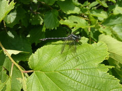 Nihonogomphus ruptus