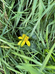 Ficaria verna