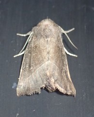 Papaipema nebris