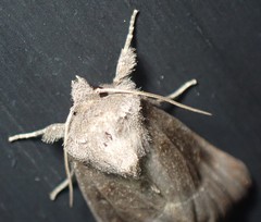 Papaipema nebris