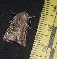 Papaipema nebris