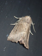 Papaipema nebris