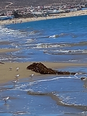 Macrocystis pyrifera