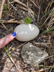 Cairina moschata domestica
