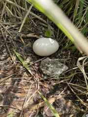 Cairina moschata domestica