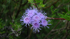 Conoclinium dissectum