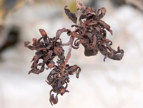 Eastern American alder tongue gall fungus