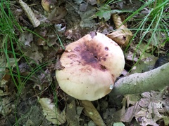 Tricholoma pessundatum