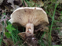 Tricholoma pessundatum