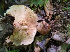 Tricholoma pessundatum