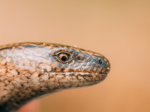 Eastern Slowworm