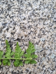 Asplenium adiantum-nigrum