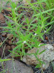 Hexasepalum