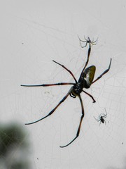 Trichonephila inaurata