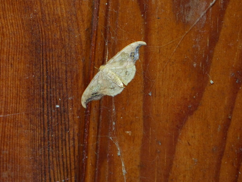 Sabra harpagula