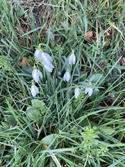 Galanthus nivalis