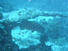 Plectropomus pessuliferus