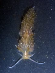 Sakuraeolis enosimensis