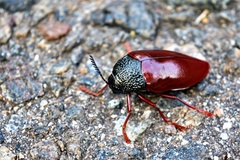 Sternocera chrysis