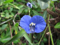 Commelina madagascarica