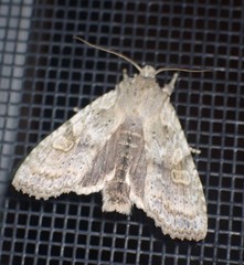 Lithophane bethunei
