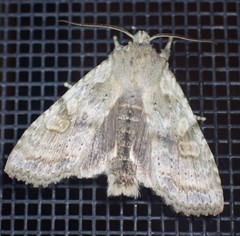 Lithophane bethunei