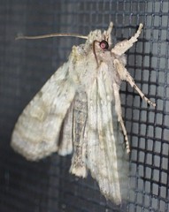 Lithophane bethunei