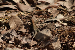 Aspidoscelis lineattissimus