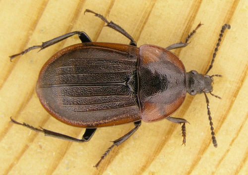 Silpha atrata Linnaeus, 1758