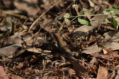 Aspidoscelis lineattissimus