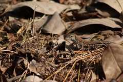 Aspidoscelis lineattissimus