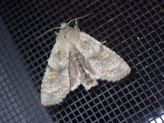 Lithophane bethunei